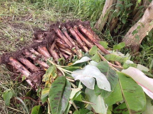 Hybrid Plantain Suckers